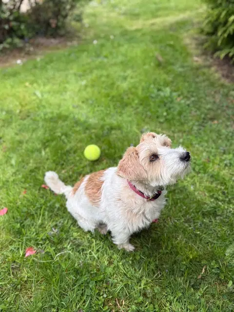 chienne lost   14600 Honfleur Noby