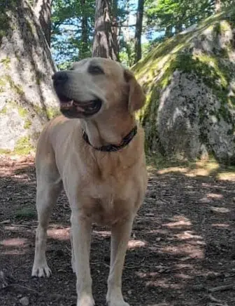 chienne lost   14280 Authie Olga