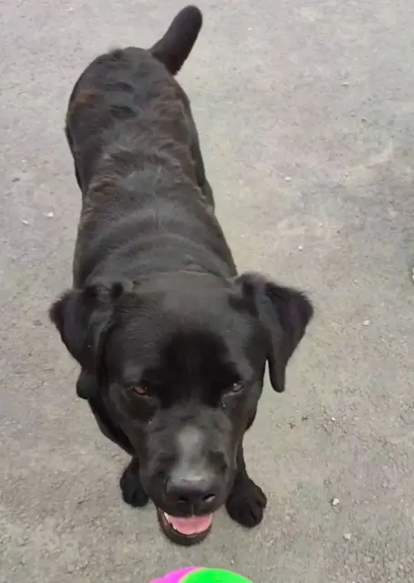 chienne lost    Isigny-sur-Mer Olgate