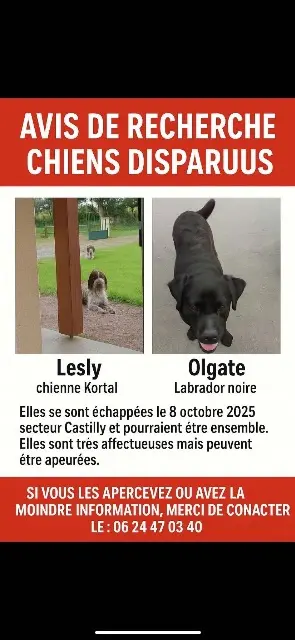 chienne lost    Isigny-sur-Mer Olgateetleslie