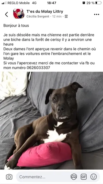 chienne lost   14330 Le Molay-Littry Olly