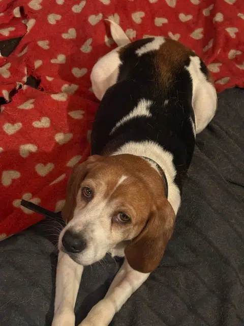 chienne lost   14210 Esquay-Notre-Dame Patoche