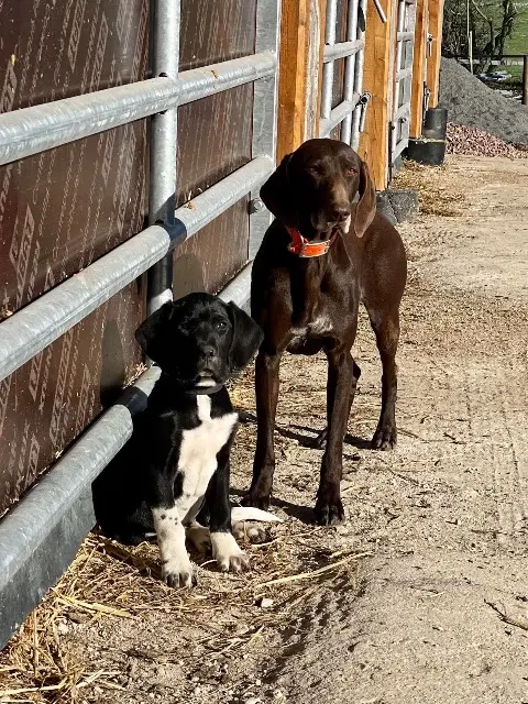 chienne lost   14620 Les Moutiers-en-Auge Petra et uber