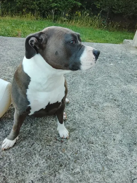chienne lost   14230 La Cambe Roca