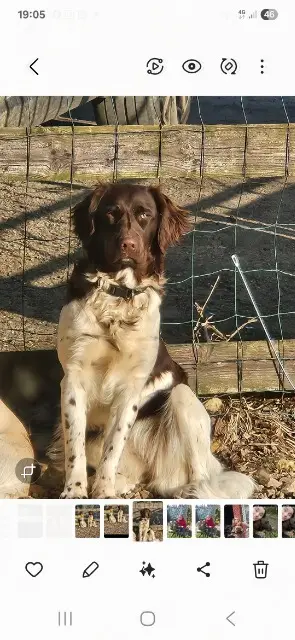 chienne lost   14170 Saint-Pierre-en-Auge Vicky