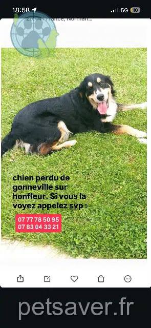 cadela lost   14600 Gonneville-sur-Honfleur Saya