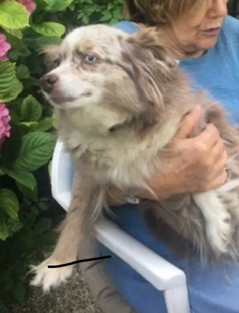 chienne lost   14250 Audrieu Shelby