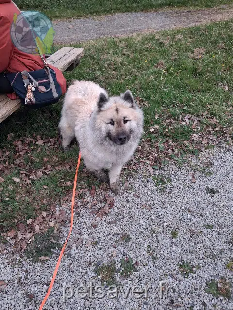 chienne lost   14350 Souleuvre-en-Bocage Rmeline