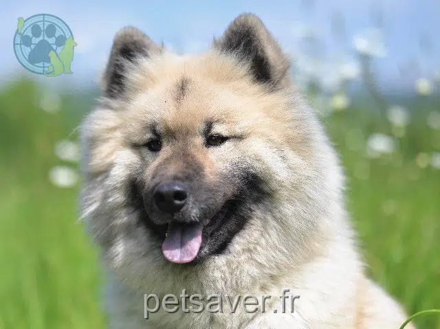 chienne lost   14350 Souleuvre-en-Bocage Rmeline