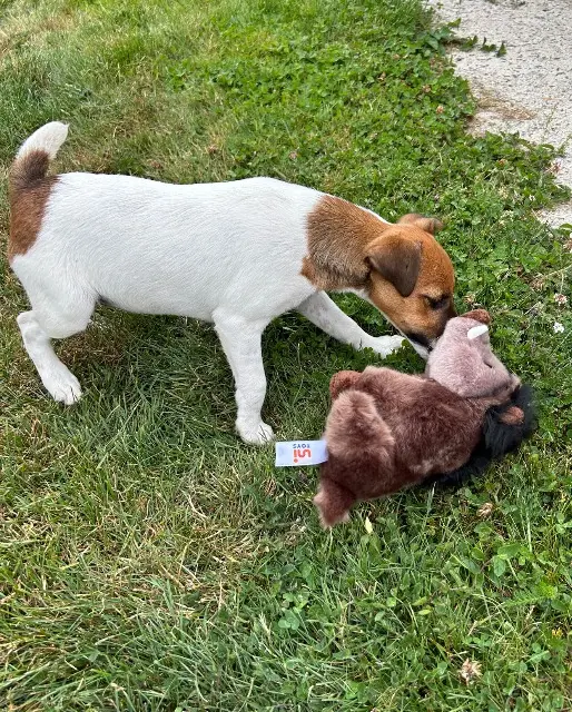 chienne lost   14110 Saint-Denis-de-Méré Vaika