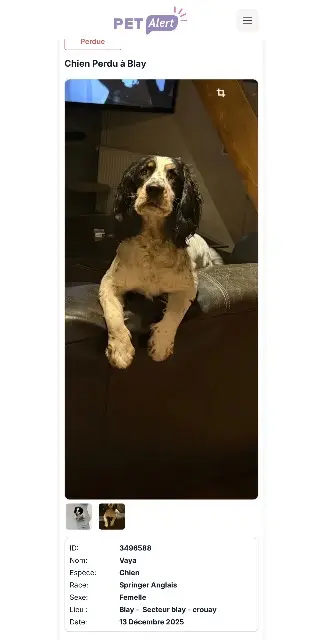 chienne lost   14400 Blay Vaya