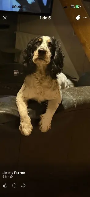 chienne lost   14400 Crouay Vaya