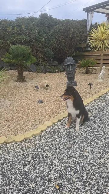 chienne lost   14570 Saint-Rémy Vaïa