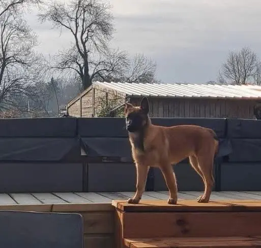 chienne lost   14860 Ranville Vyrna