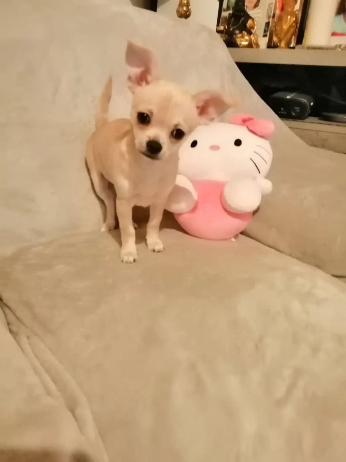 chienne lost   14800 Tourgéville Vénus