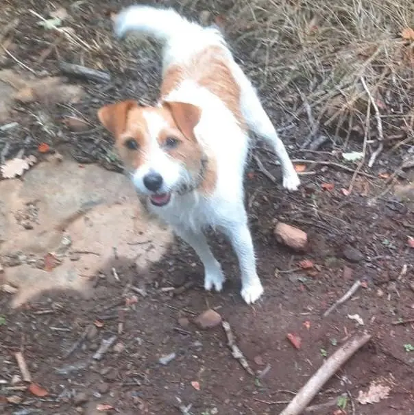chienne lost   15400 Riom-ès-Montagnes Lulu
