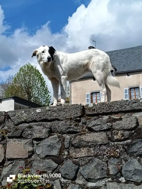 chienne lost   15430 Paulhac Mya