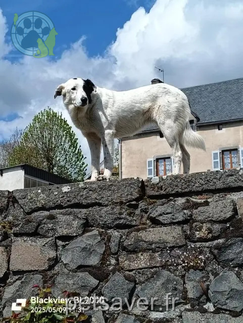 cagna persa 15430 Paulhac Mya cagna lost 15430 Paulhac Mya