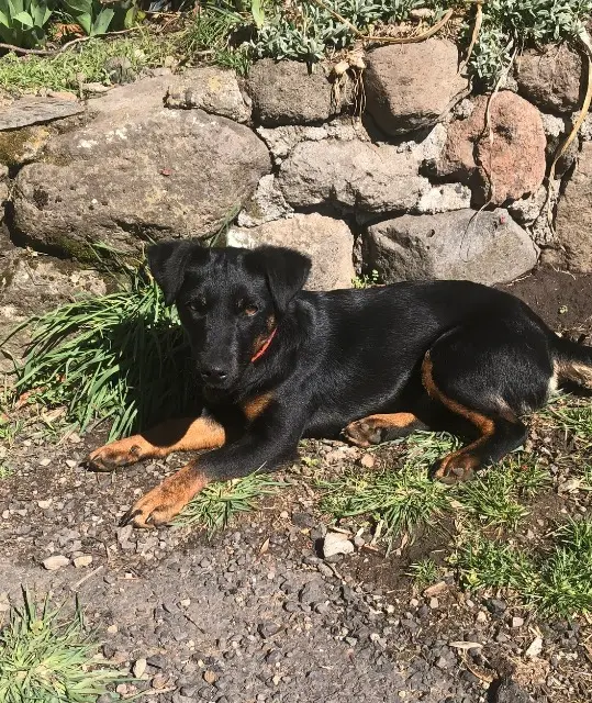 chienne lost   15250 Laroquevieille Obelle