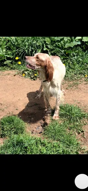 chienne lost   15220 Roannes-Saint-Mary Laeti