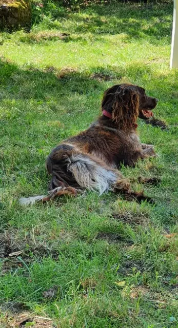 chienne lost   15500 Auriac-l'Église Sauterelle