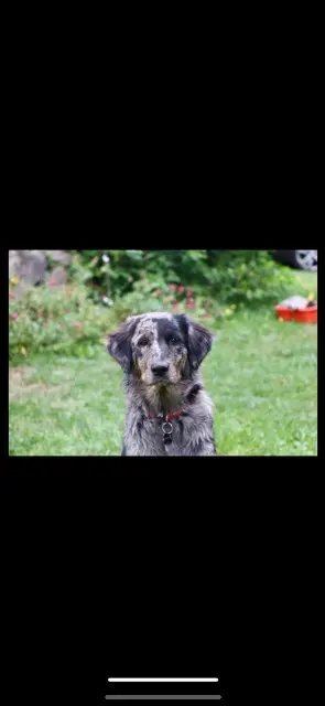 chienne lost   15800 Saint-Jacques-des-Blats Vaya