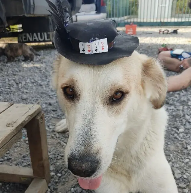 chienne lost   15130 Vézac Zaiwa