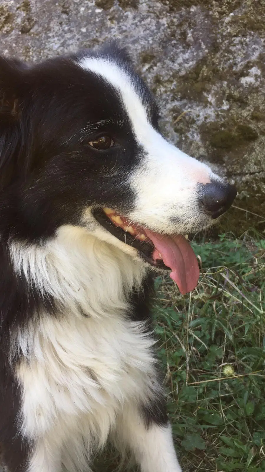 Chienne Perdue 16 Charente Chienne Perdue 16 Charente