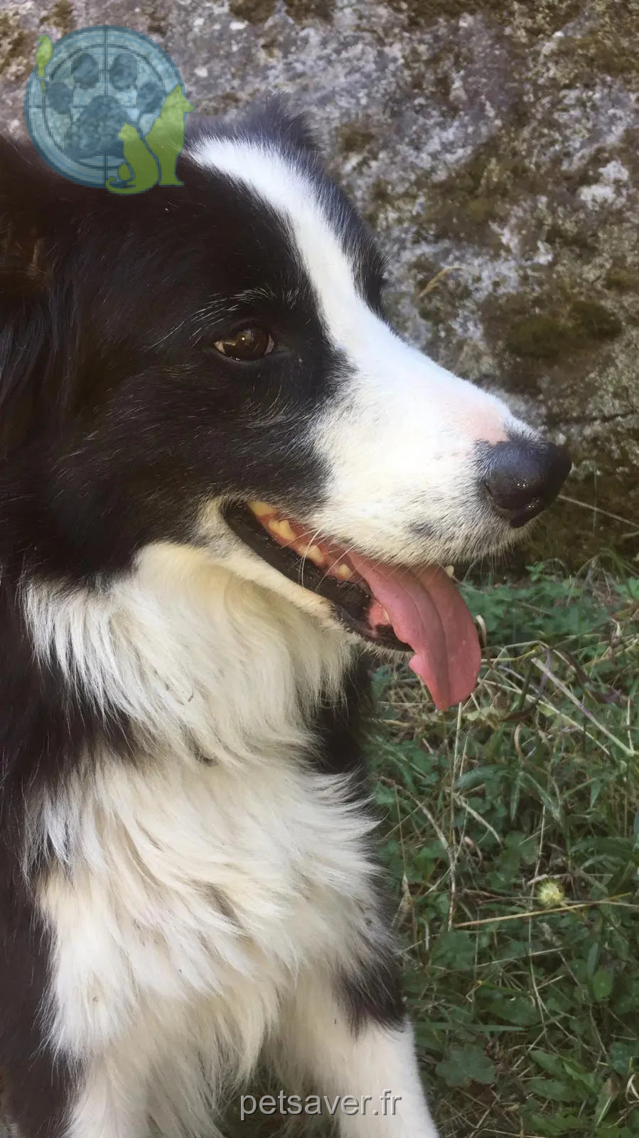 Chienne Perdue 16 Charente Chienne Perdue 16 Charente