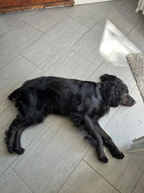 chienne lost   16110 Agris Maya