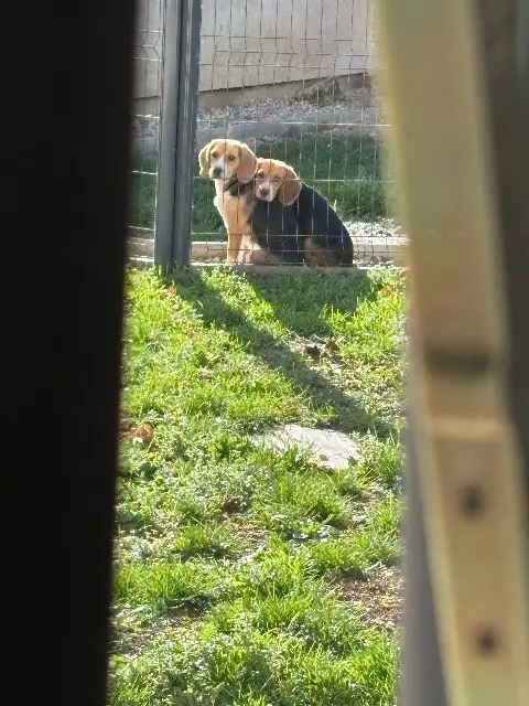 chienne lost   16200 Fleurac Apple