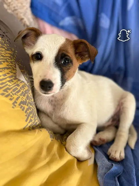 dog lost   16320 Boisné-la-Tude Choupette