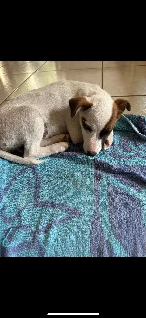 dog lost   16320 Boisné-la-Tude Choupette