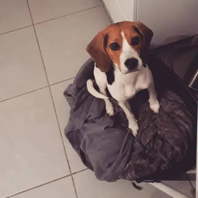 chienne lost   16600 Magnac-sur-Touvre Chelsea