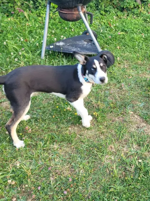 chienne lost   16000 Angoulême Elsa