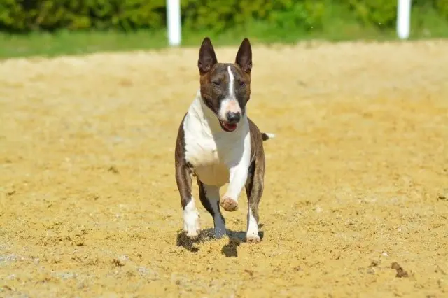 chienne lost   16110 La Rochefoucauld-en-Angoumois Lucette