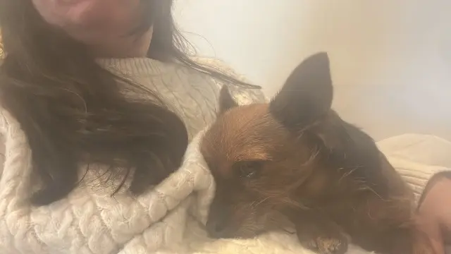 chienne lost   16100 Saint-Laurent-de-Cognac Nala