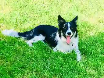 Chienne Perdue 16 Charente - Olly Chienne Perdue 16 Charente - Olly