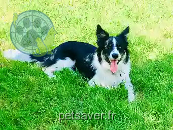 Chienne Perdue 16 Charente - Olly Chienne Perdue 16 Charente - Olly