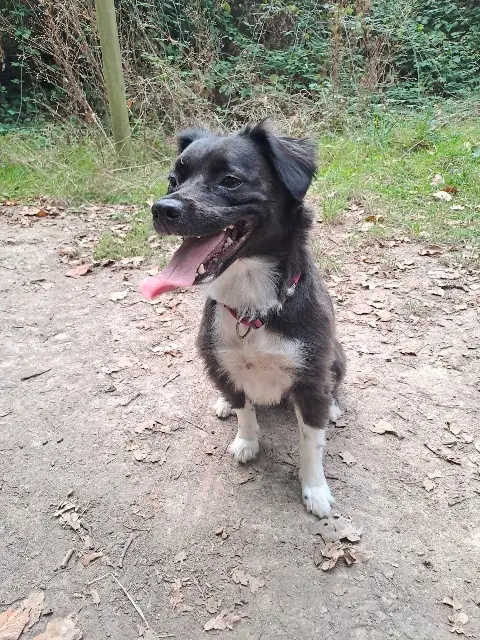 chienne lost   16400 La Couronne Shanel