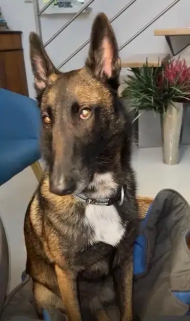 chienne lost   16290 Hiersac Tessy