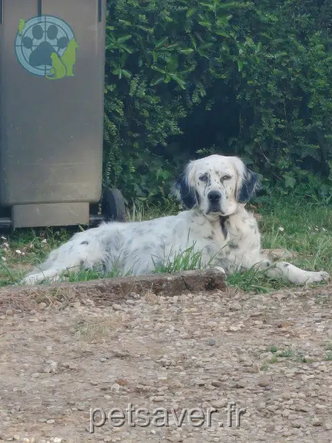 chienne lost   16370 Val-de-Cognac Naya