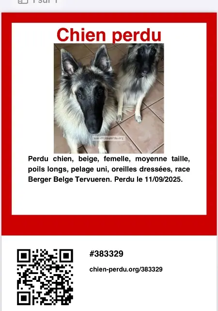 chienne lost   16360 Condéon Venus