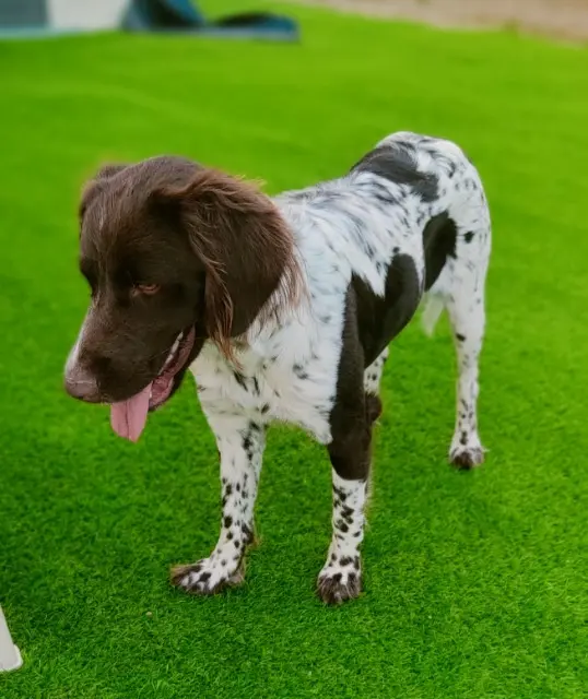 chienne lost   16100 Cognac Victoire