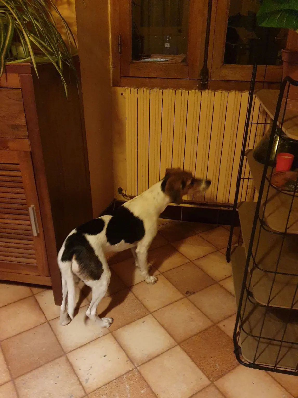 Chienne Perdue 16 Charente