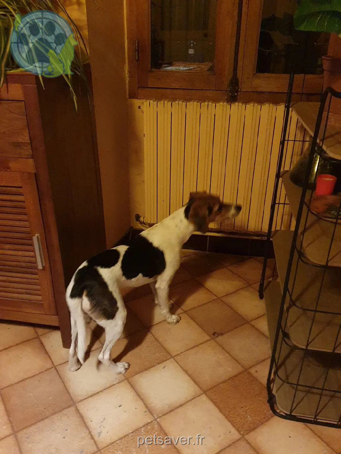 Chienne Perdue 16 Charente Chienne Perdue 16 Charente