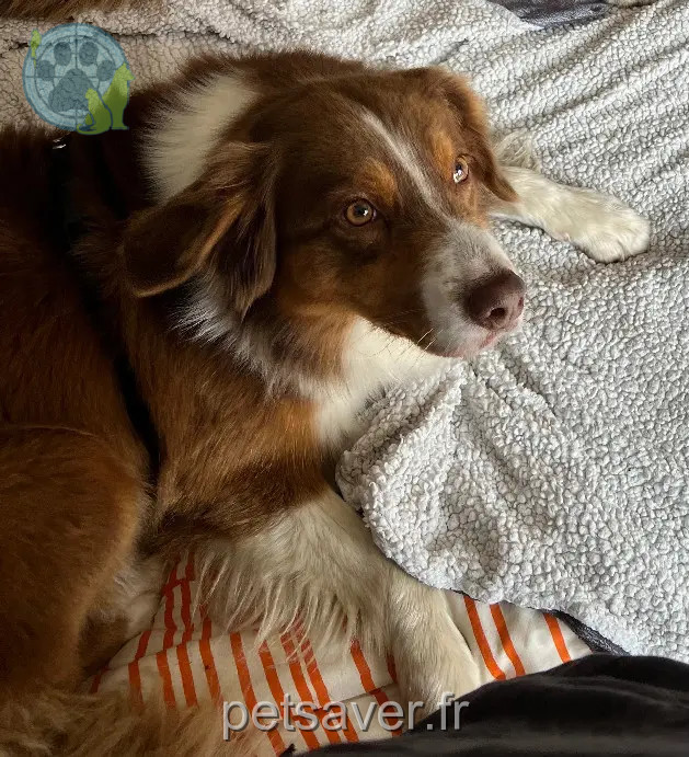 Chienne Perdue 16 Charente Chienne Perdue 16 Charente