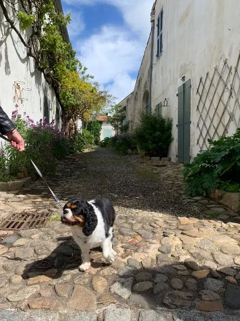 chienne lost   17940 Rivedoux-Plage Bianca