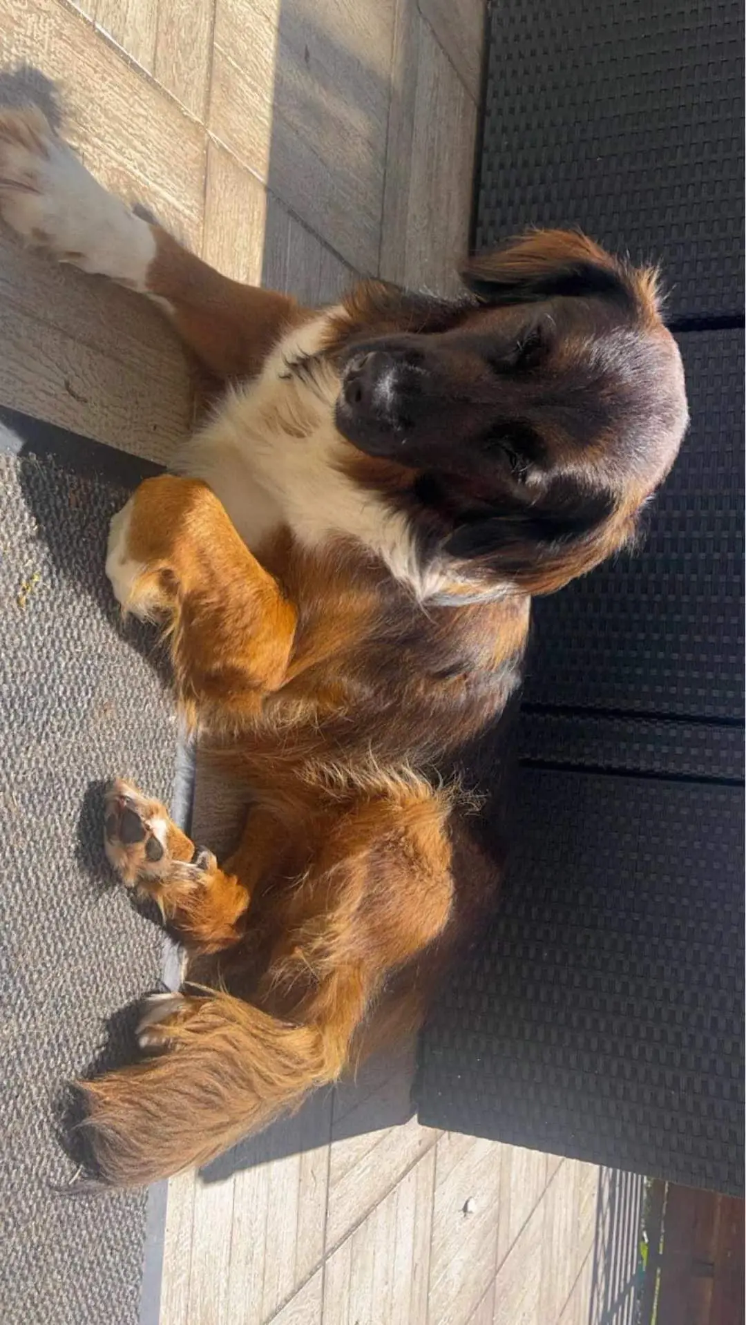 Chienne Perdue 17 Charente-Maritime - Bonnie Chienne Perdue 17 Charente-Maritime - Bonnie