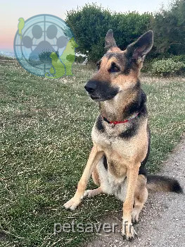 teef vermist Rue La Gloire 17000 La Rochelle Chapy teef lost Rue La Gloire 17000 La Rochelle Chapy